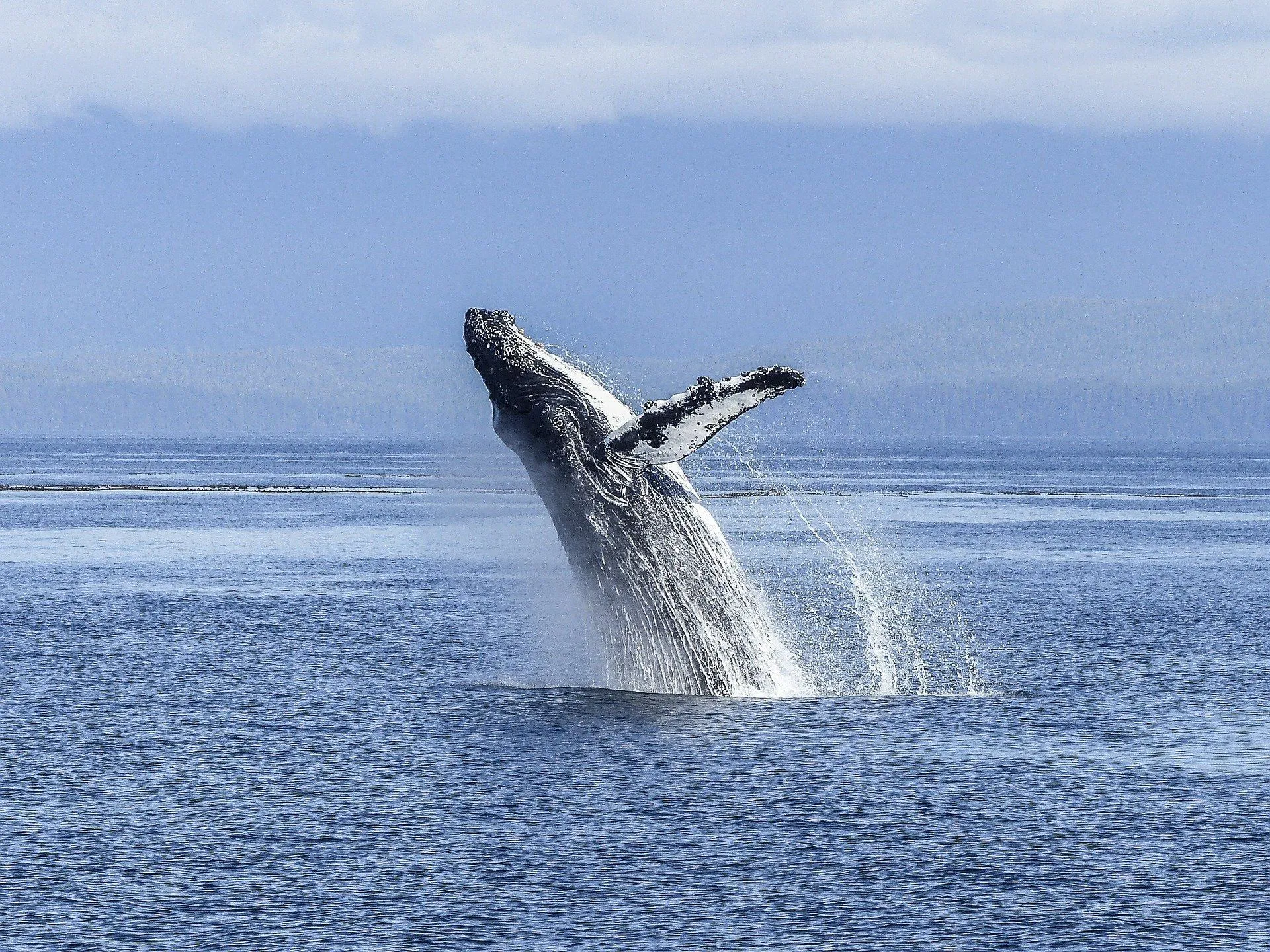 What Do Humpback Whales Eat? Here Is Everything You Need To Know