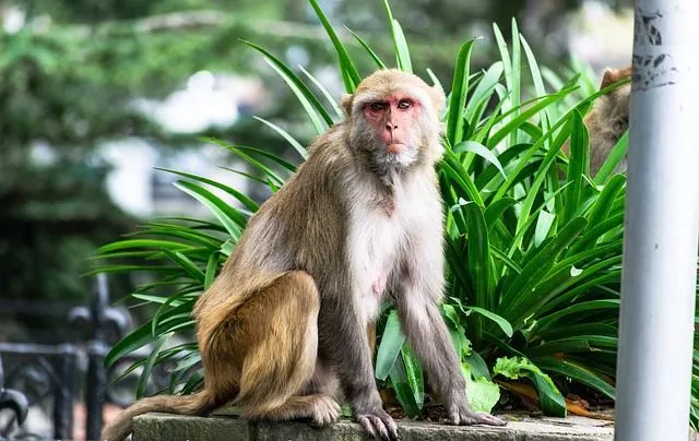 BBC News regularly publishes articles regarding monkeys.