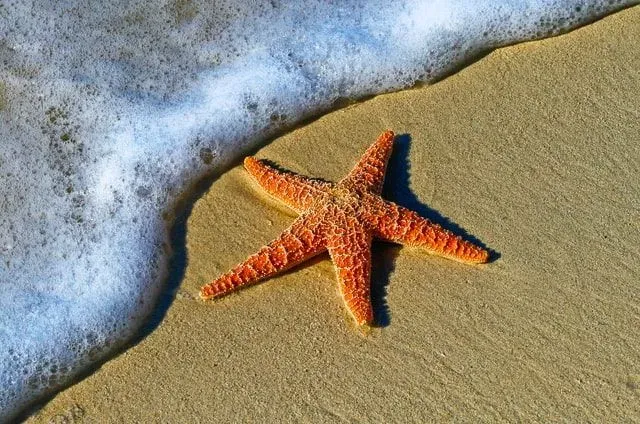 What do starfish eat? A view into the life of a starfish.