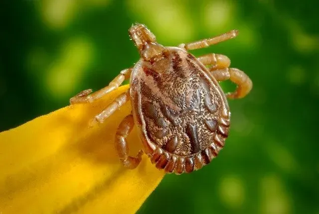 What eats ticks? Simple ways to avoid these parasitic hosts. 