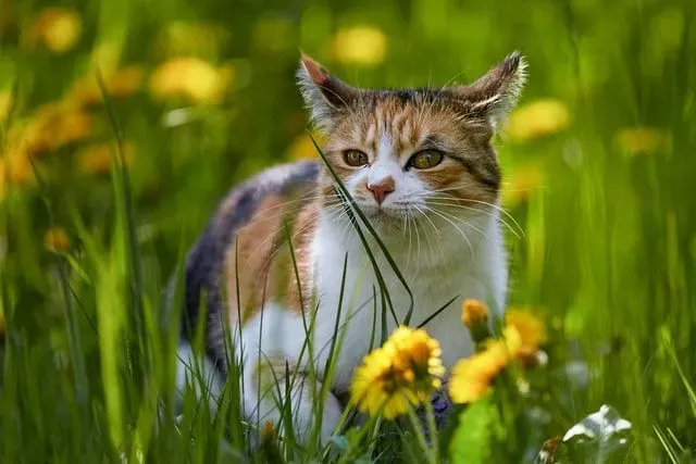 Cute cats playing with flowers, what flowers are safe for cats