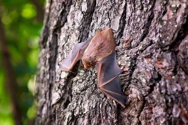 It takes students several years to learn about the different species of bats in the wild habitat.