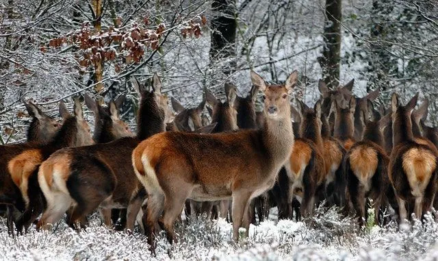 What Is A Group Of Deer Called? Do Deers Despise Each Other? | Kidadl