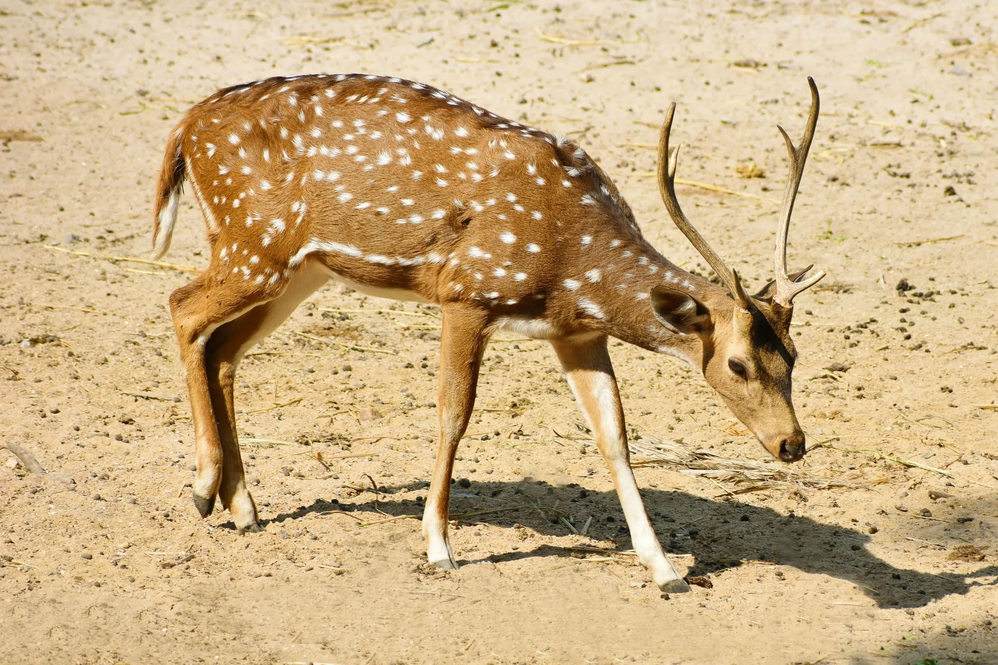 what-is-a-group-of-deer-called-do-deers-despise-each-other