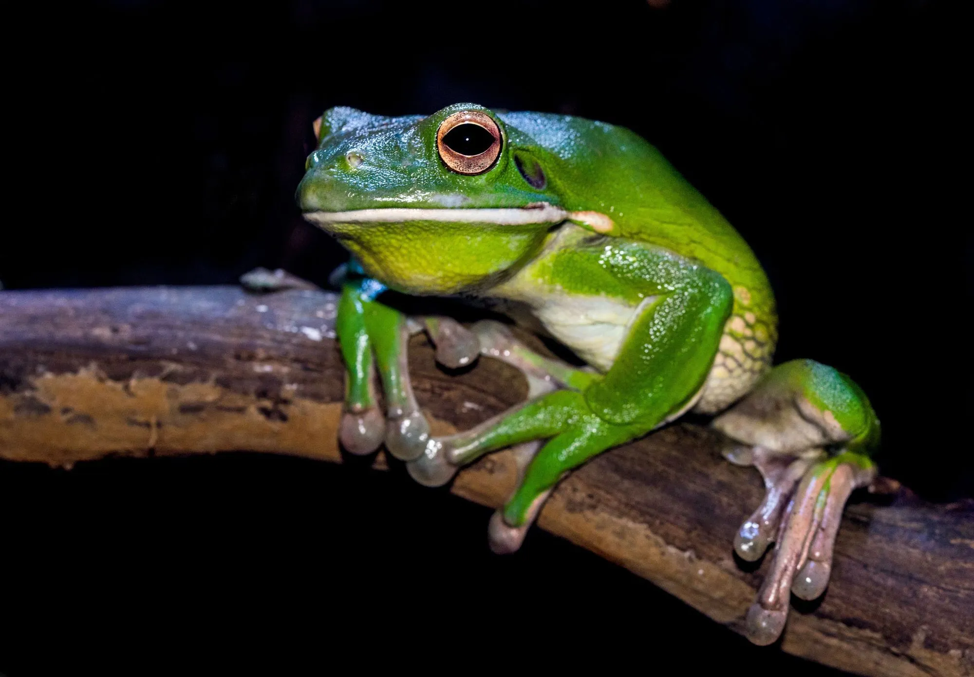 Some frogs give out toxic secretions that are capable of killing an adult human.