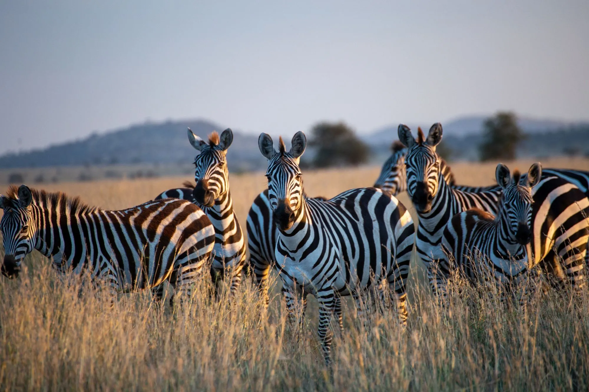 What Is A Group Of Zebras Called? What Are The Dynamics Of The Group? | Kidadl