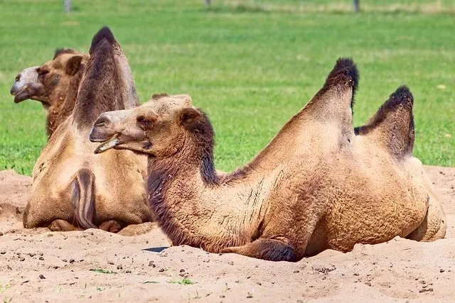 Which camel has got more humps