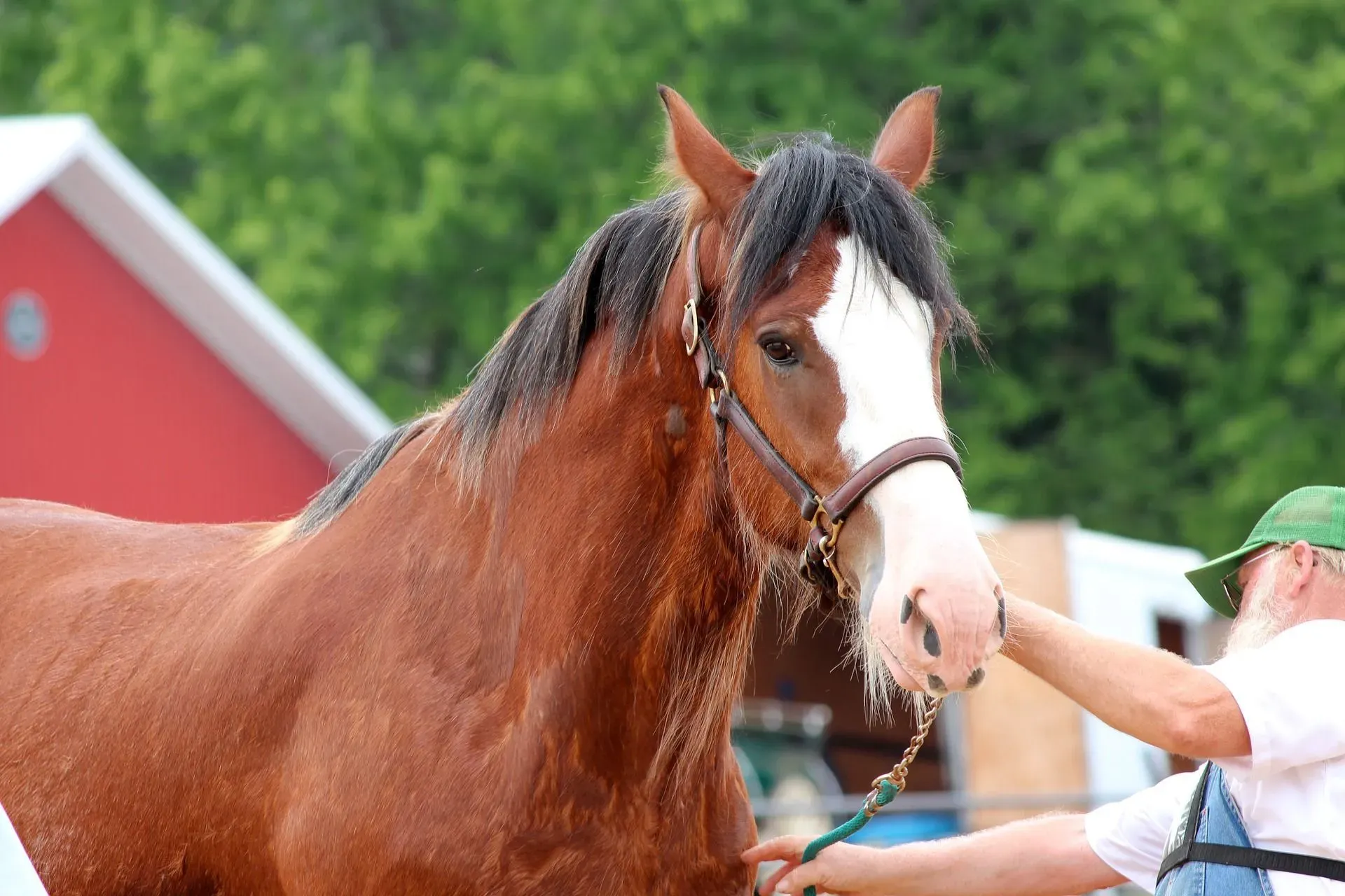 Discover fun facts about the Clydesdale weight and discover facts about the world's largest horses!