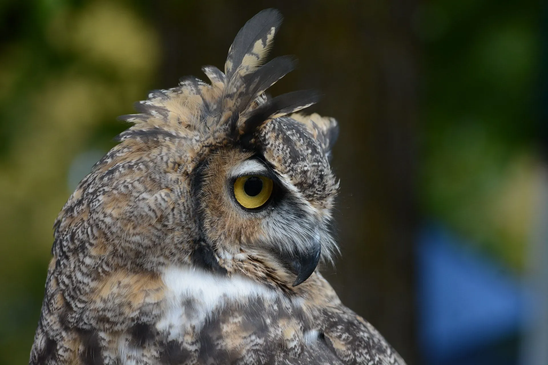A brown-colored great horned owl can camouflage itself with the surrounding trees and swamps.
