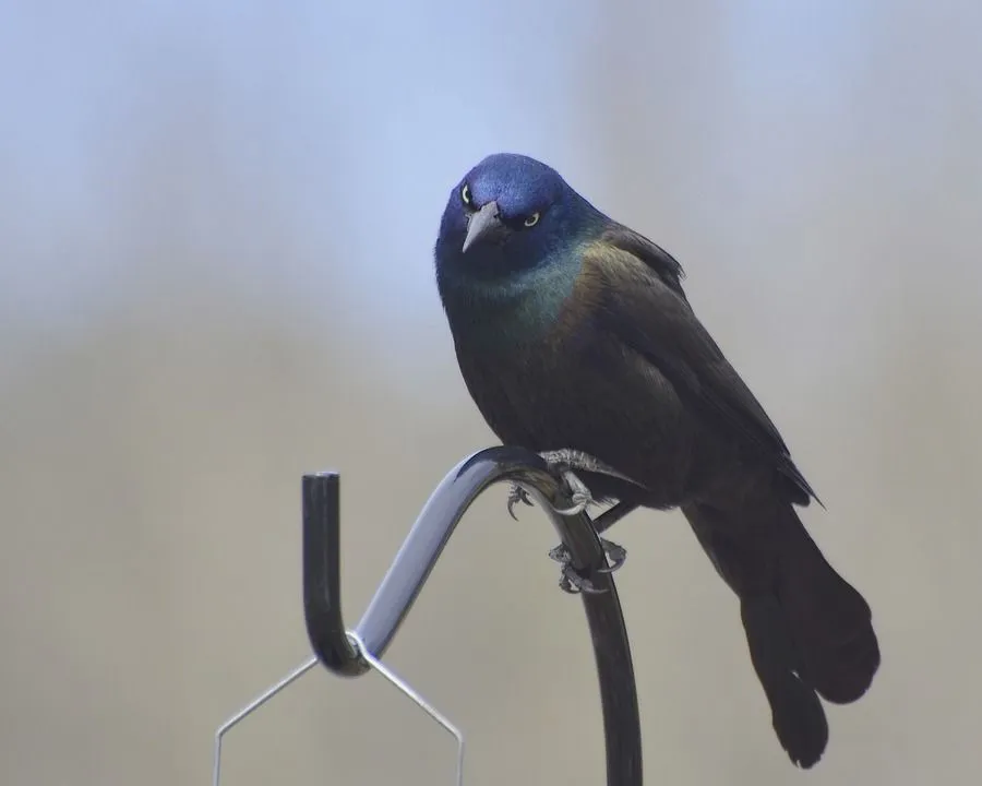 A common grackle is a common North American bird and it is found throughout Indiana.