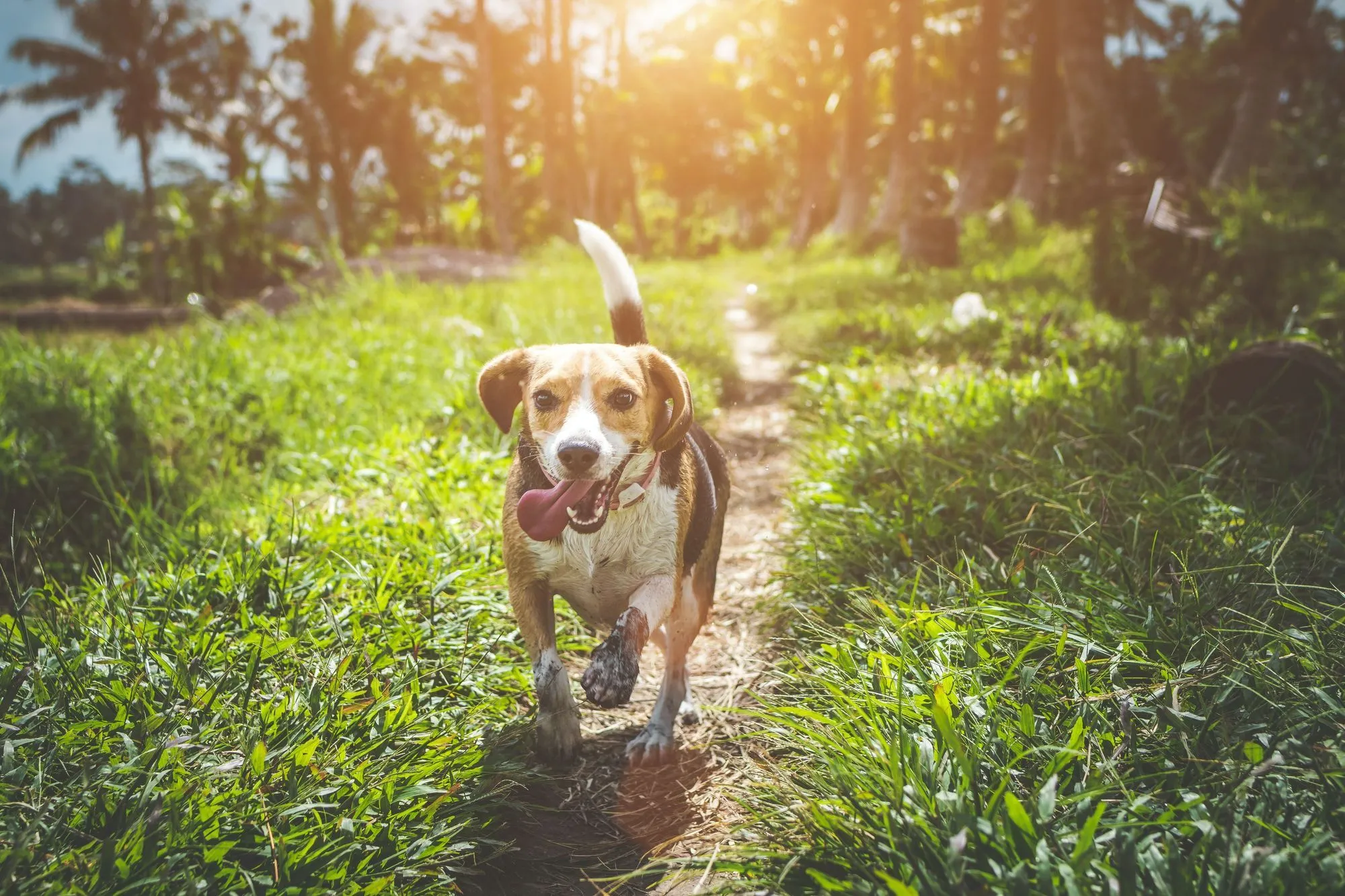 do dogs communicate by directional tail wagging