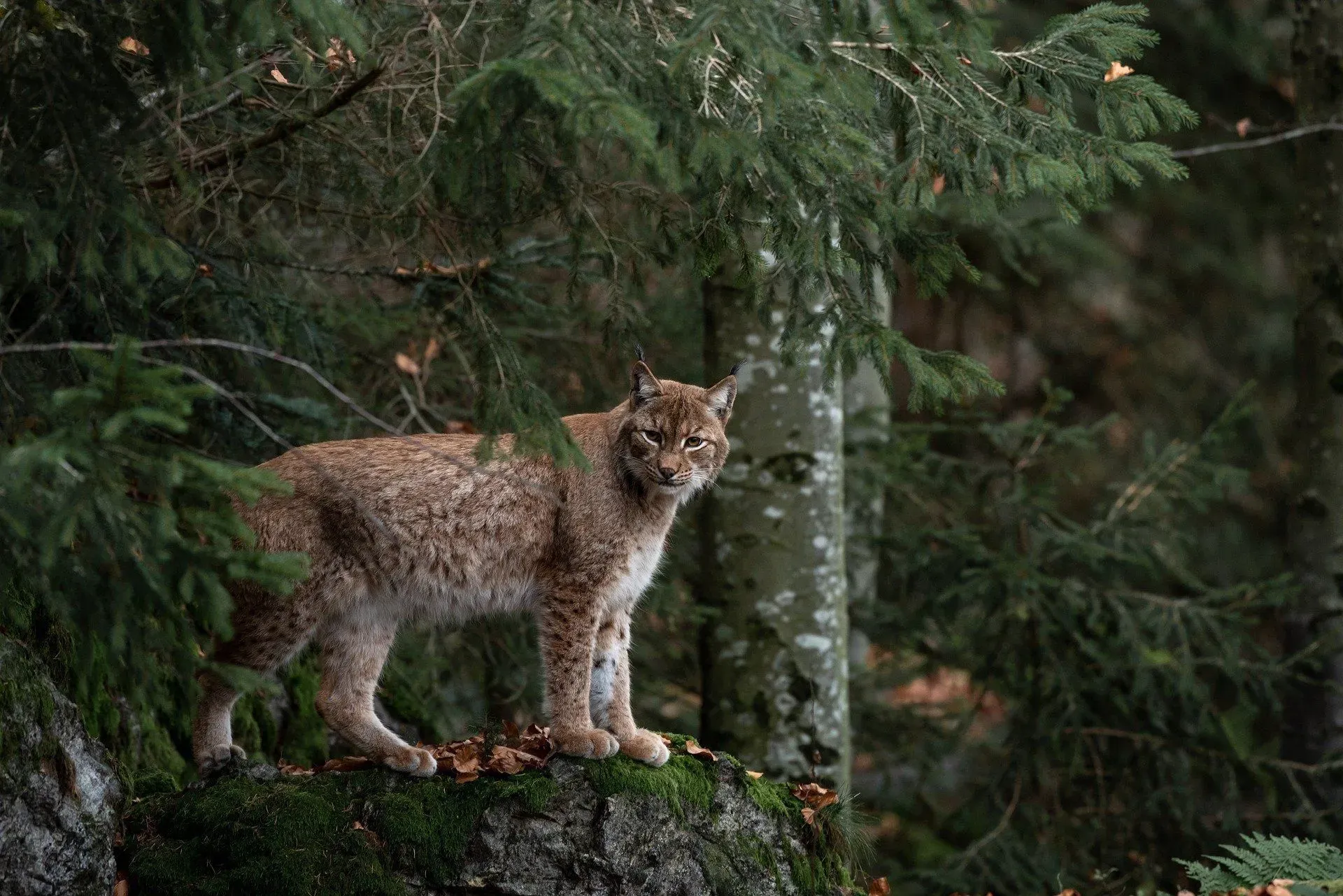 Read the awesome difference between bobcat and lynx in this article.