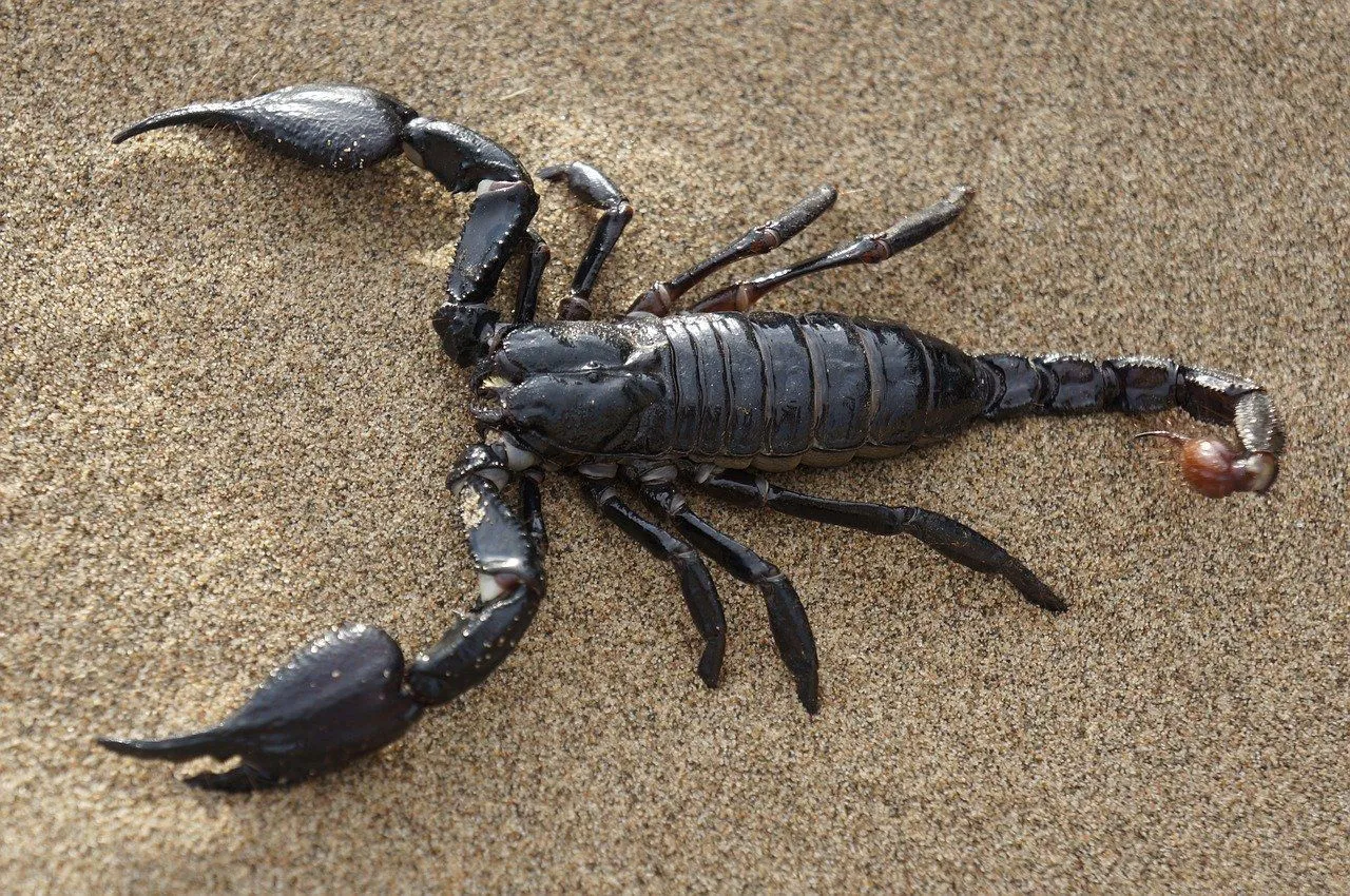 The fat-tailed, Androctonus Scorpion is the deadliest scorpion globally.