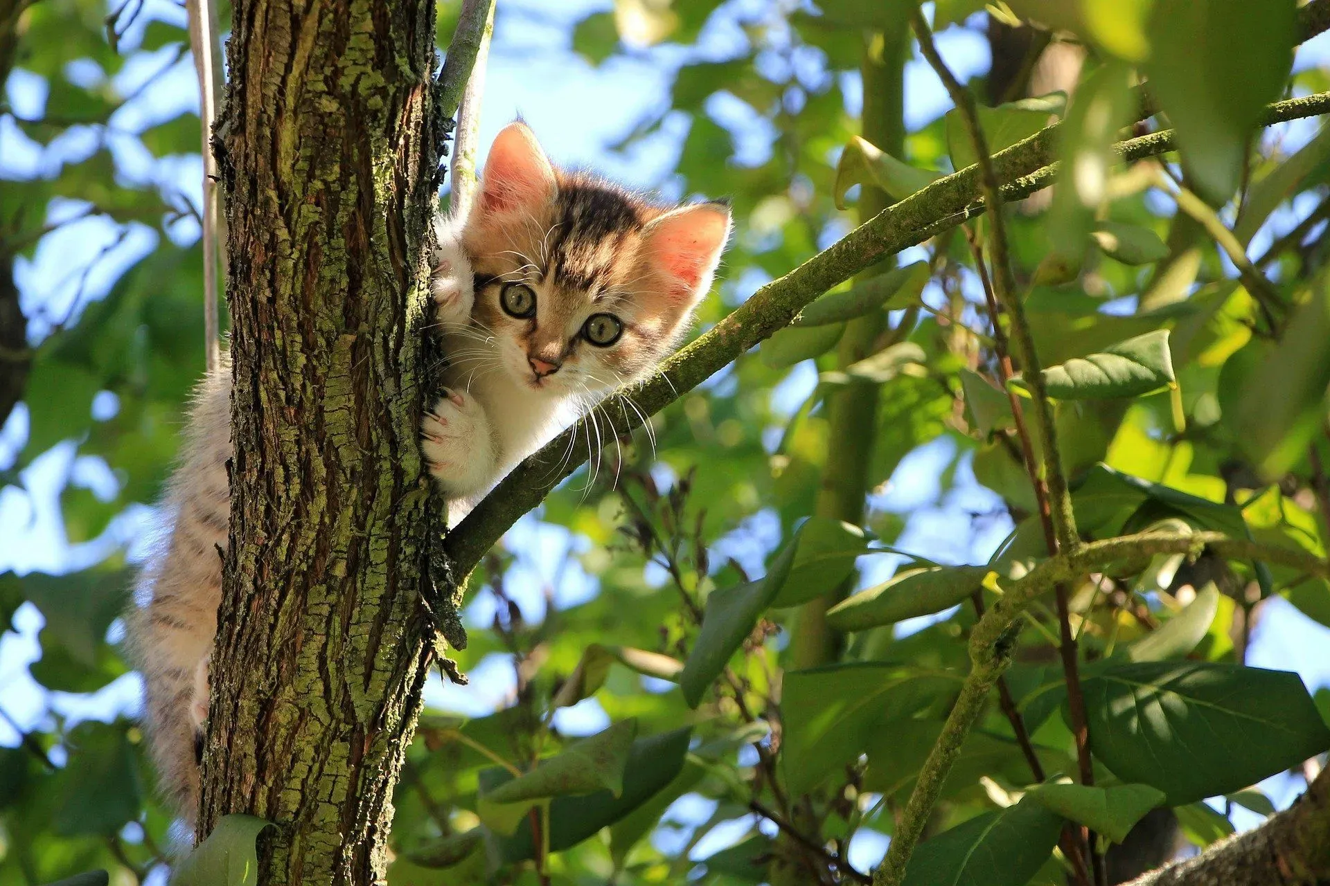 A spray gun containing diluted essential oils can stop cat peeing in certain off-limit places!