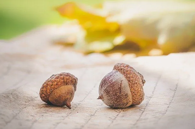 Many people often wonder when do acorns fall.