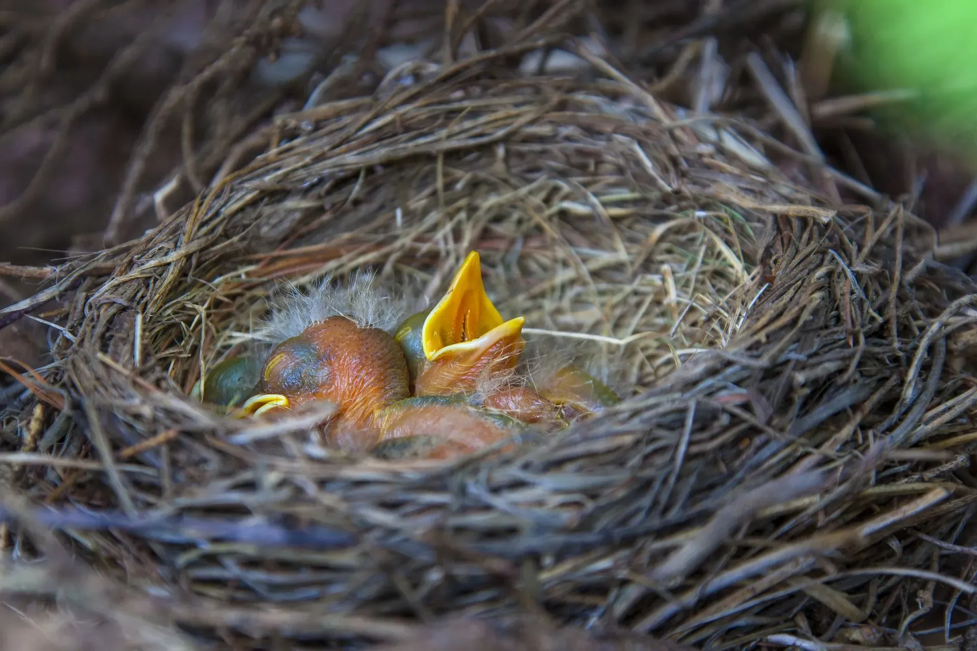 Three weeks after a baby bird hatches from the egg, it is called a fledgling.