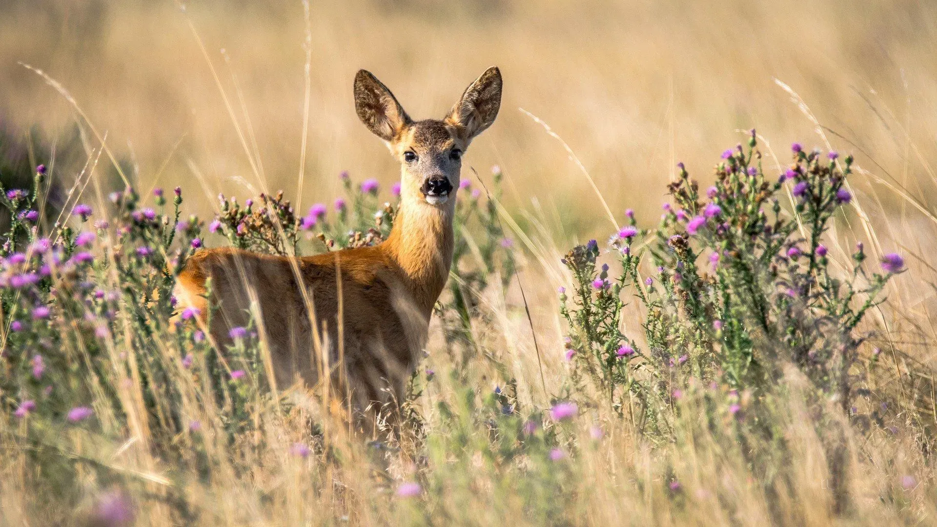 Fawns in their natural habitat are a wonderful sight to see. Know more about their fawning cycle.