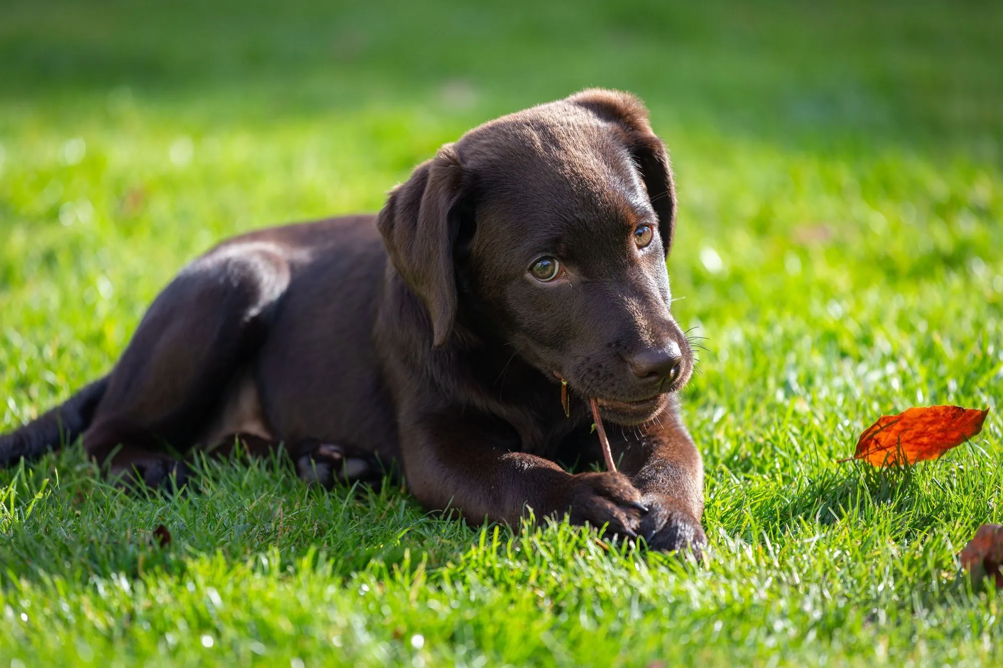 what age do female labradors stop growing