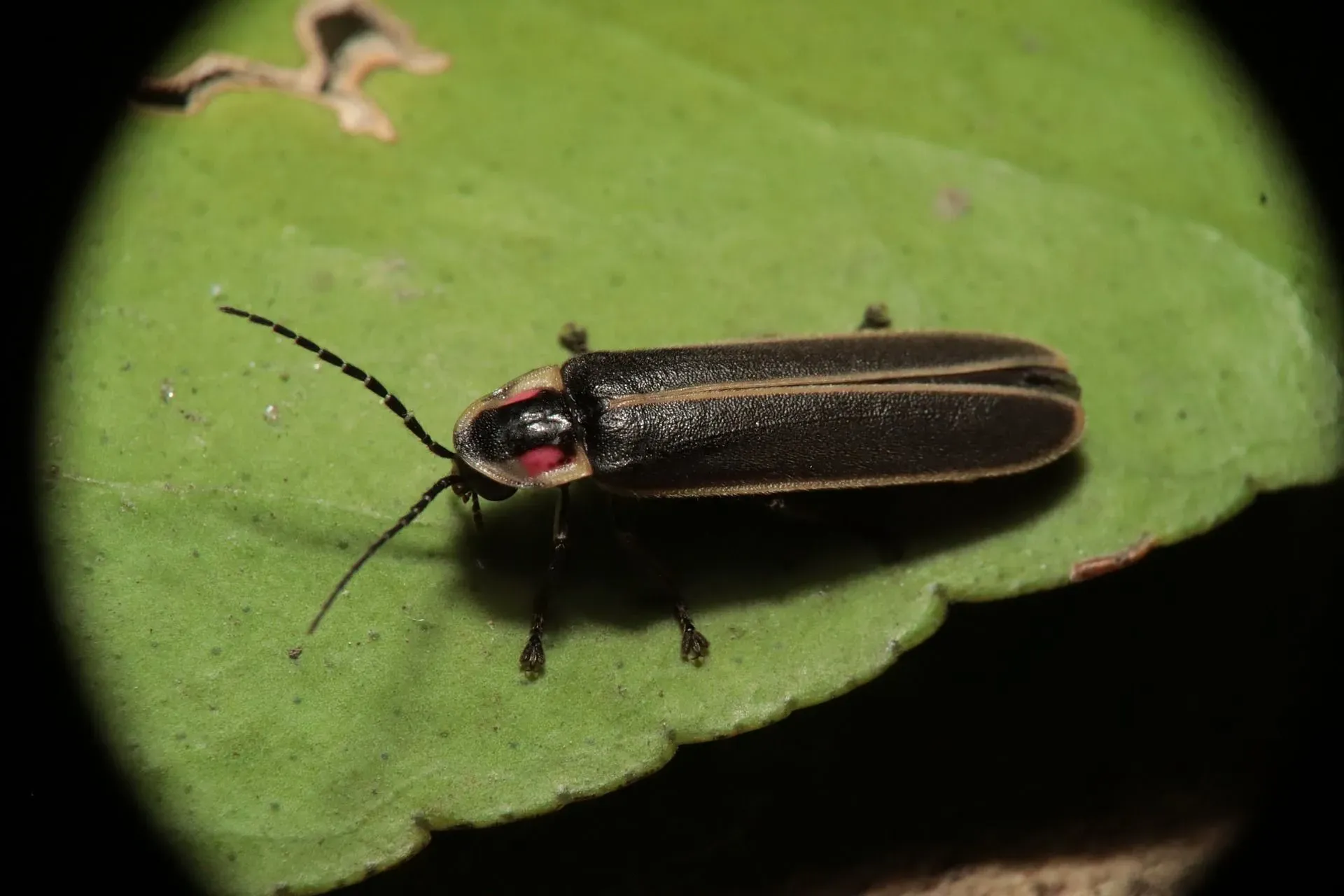 Fireflies have an appearance similar to sunflower seeds. 