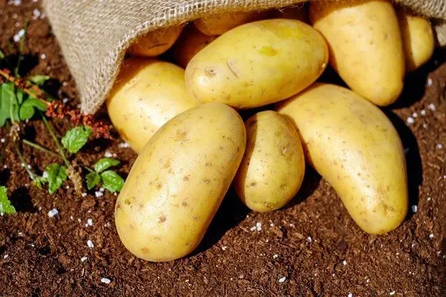 Have you ever read about when do potatoes go bad?