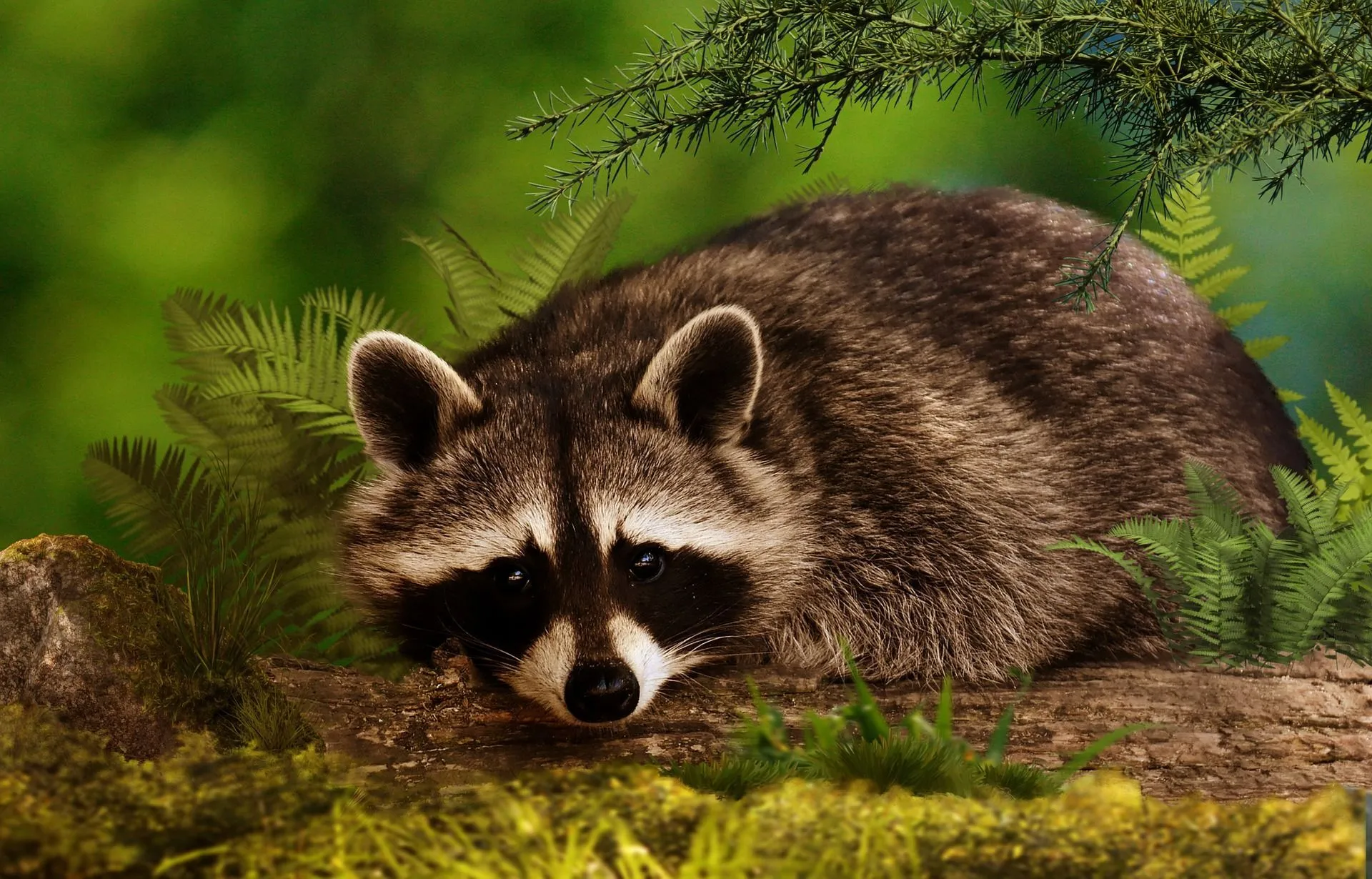 what month do raccoons have their babies