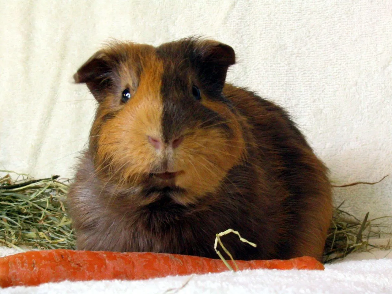 Can Guinea Pigs Eat Bread? Acceptable Foods For Your Little Pet
