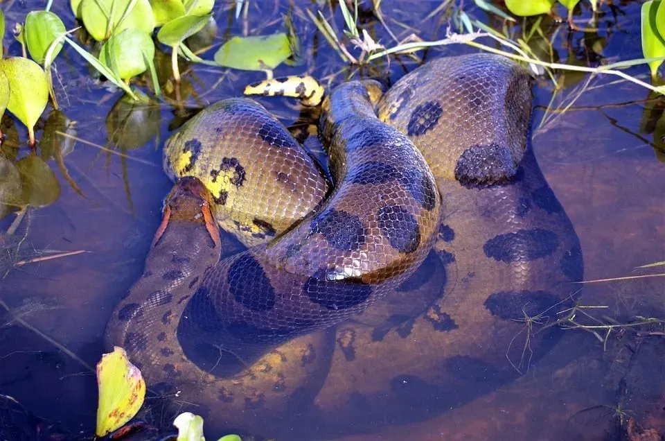 When people see python and anaconda snake species, they want to compare anaconda vs python.