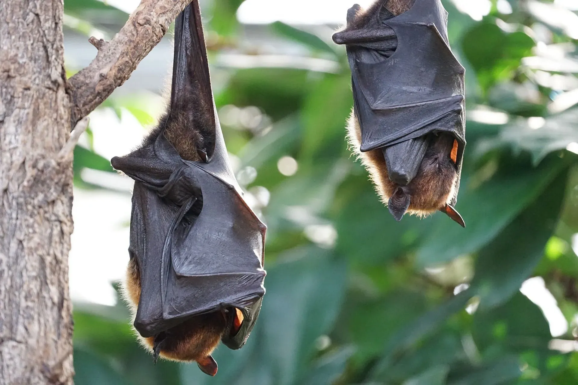 Some incredible facts about bats & where do bats live.