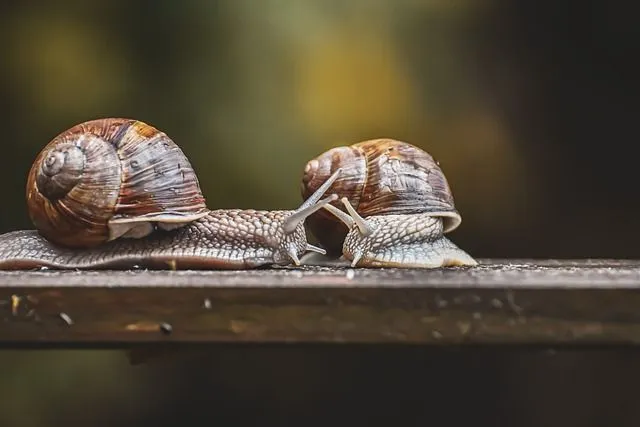 Where do snails live? Why are they distributed around the world?