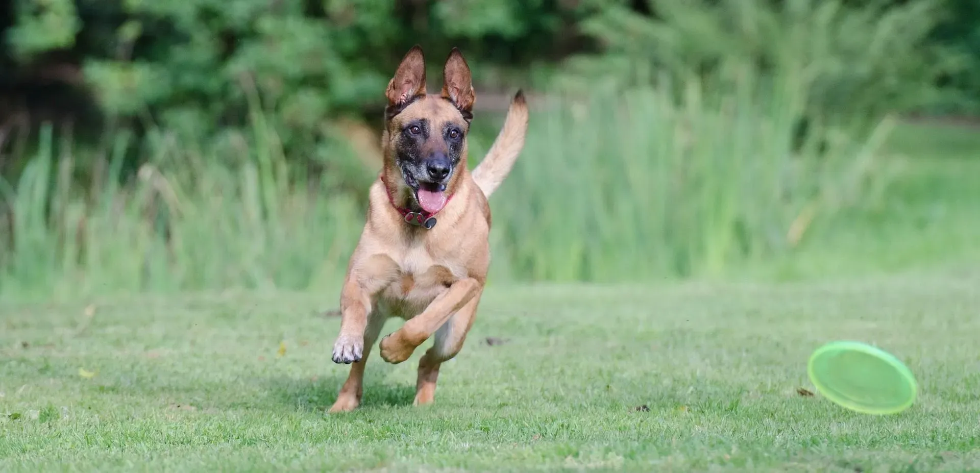 The fawn and gray-black are the standard colors of Belgian Malinois colors with brindle being the rarest color and fawn red being the most common.