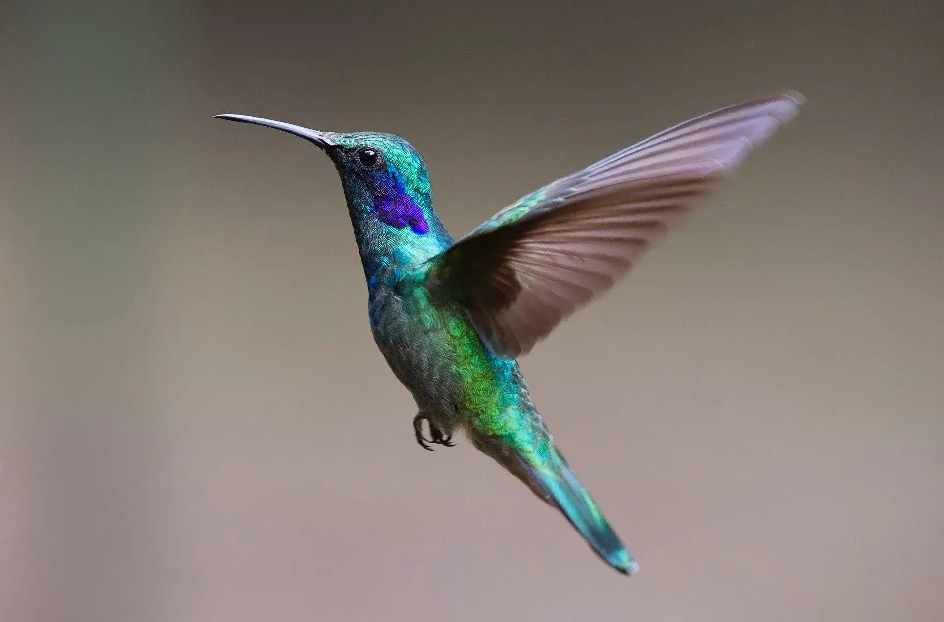 Hummingbird heart rate facts often surprise avid bird watchers.