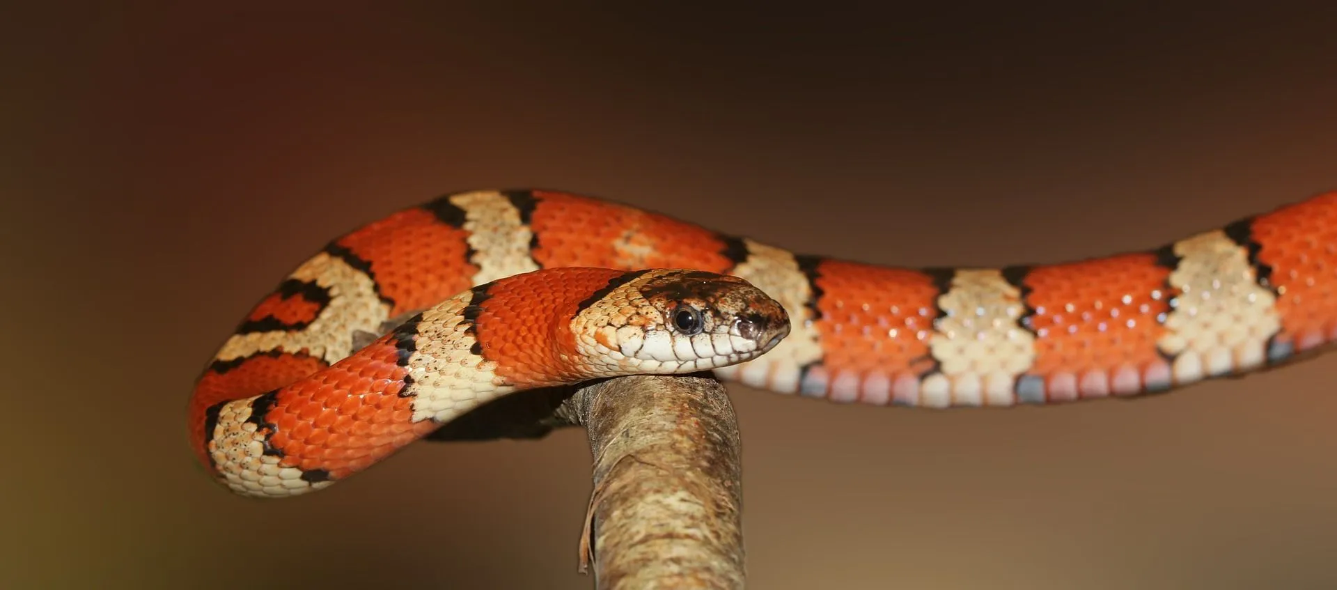 Experts can easily distinguish between a coral snake and a harmless kingsnake.