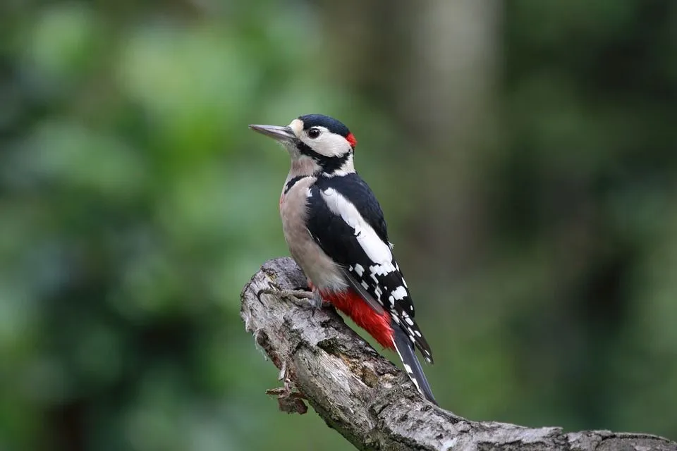 Since a woodpecker's mouth is too small for a tongue this long to rest, over time this bird has learned to wrap it around its head.