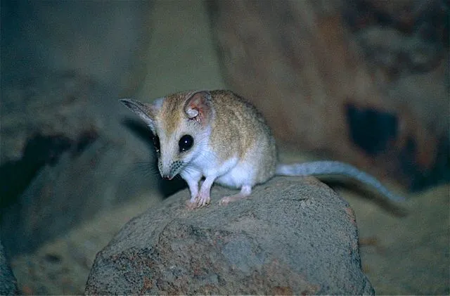 The white-footed dunnart has a carnivorous diet.