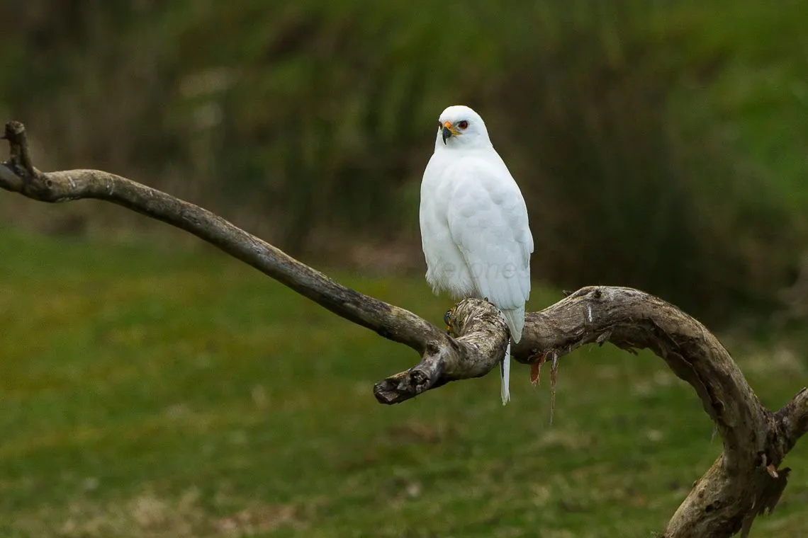 The white goshawk is a fascinating species.