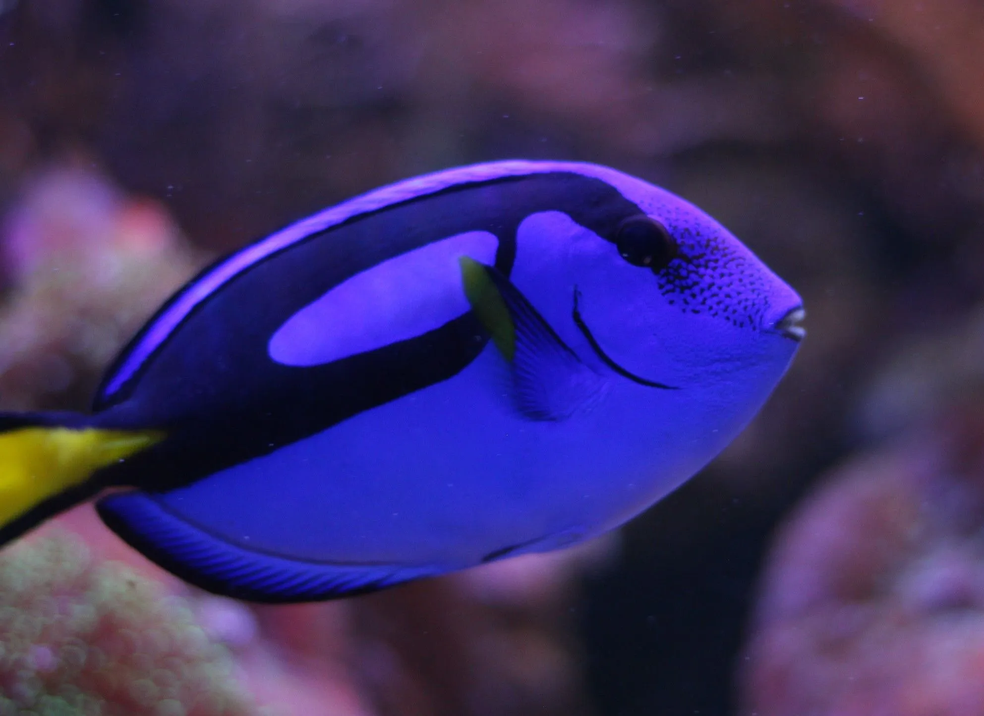 The White Tail Bristletooth Tang is extremely beautiful.