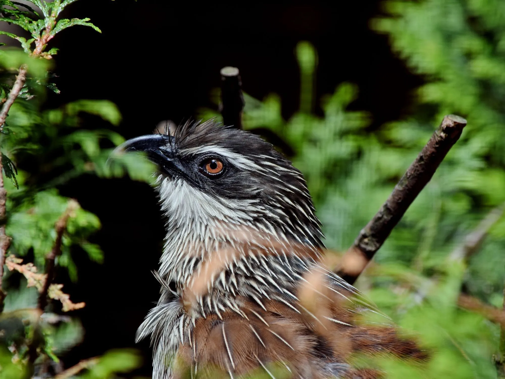 White-browed coucal facts illustrate everything about their appearance and young.