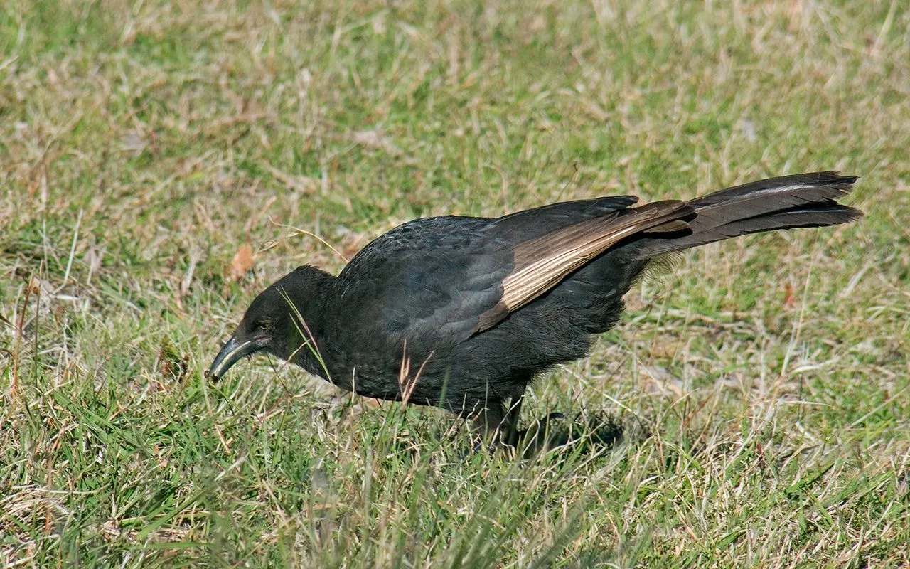 The white-winged chough is a large bird with black plumage.