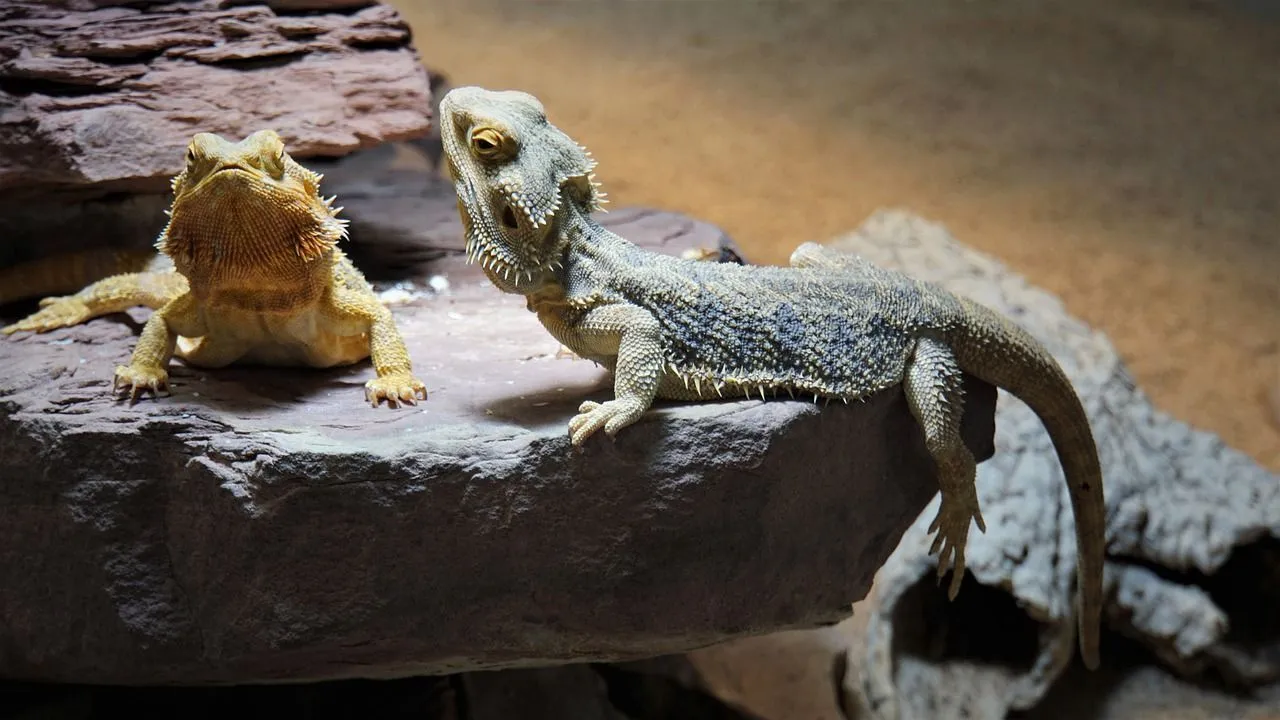 Bearded dragons are territorial and don't like to live close to one another