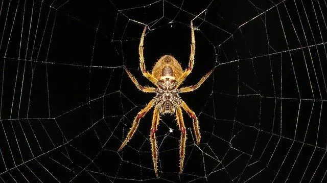 Why Are There So Many Spiders In My House? Should I Let Them Stay? | Kidadl