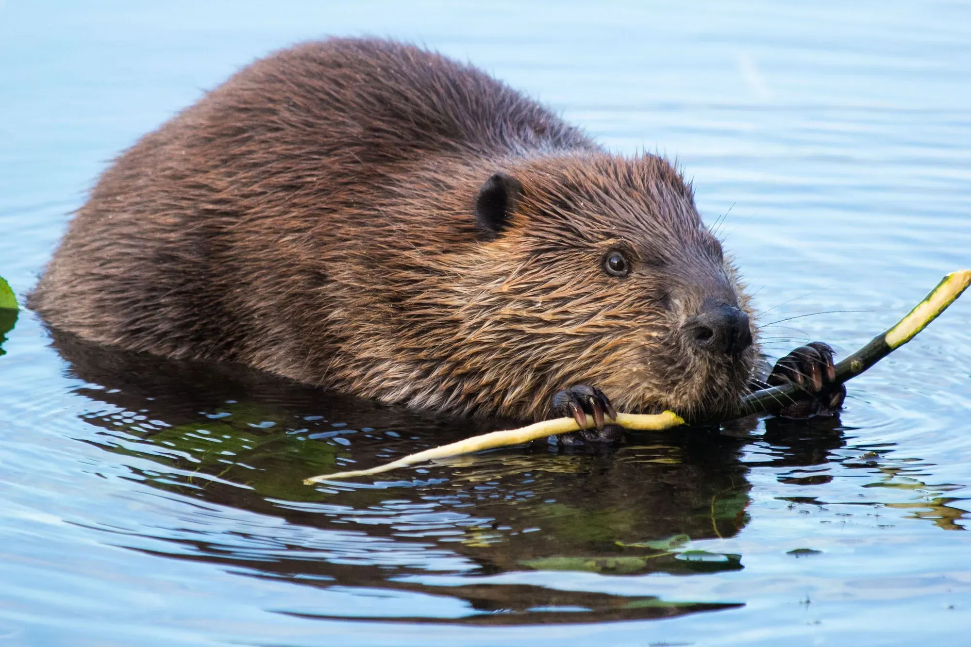 A famous why do beavers build dams fact is they are excellent swimmers.