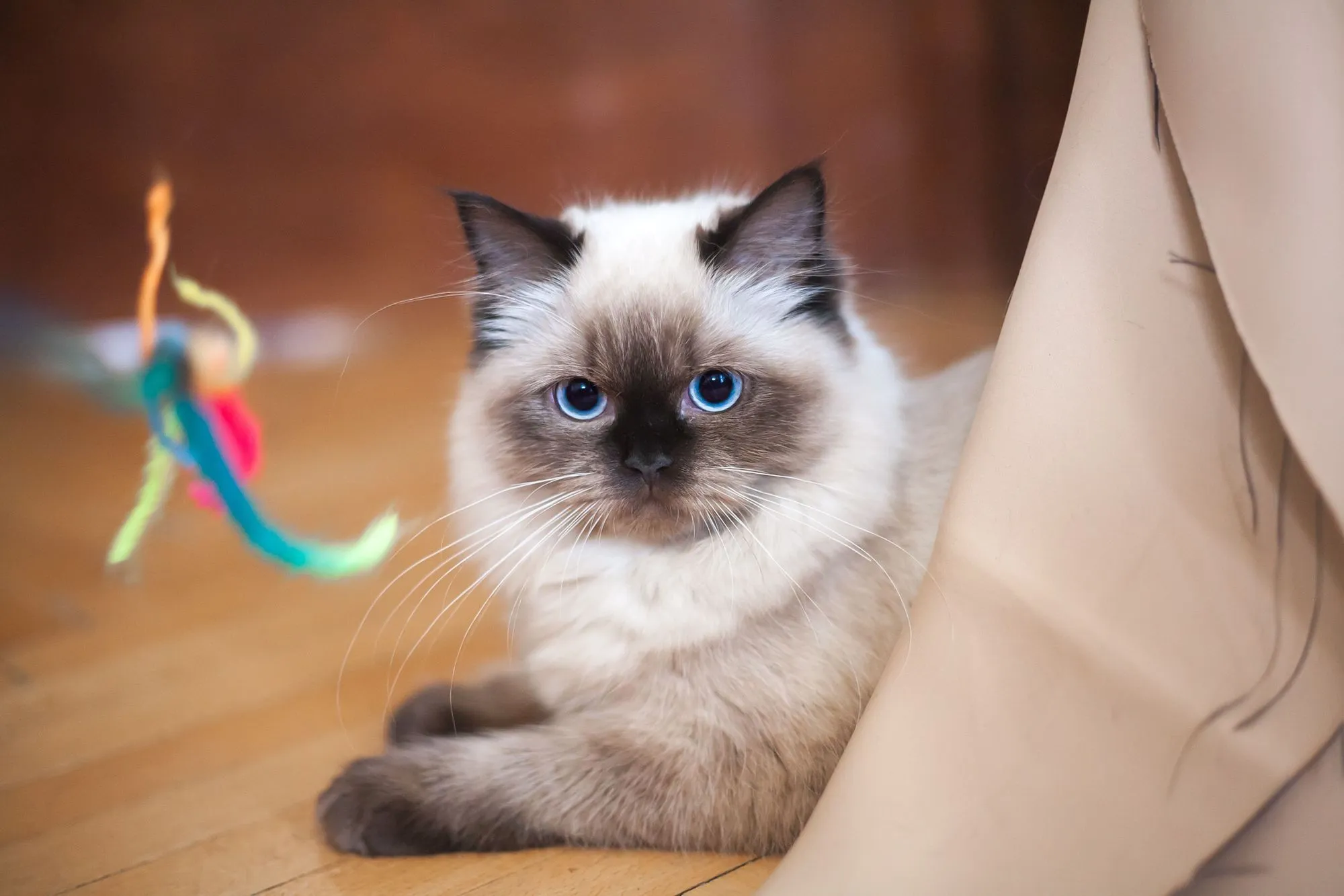 cats eyes dilated when playful