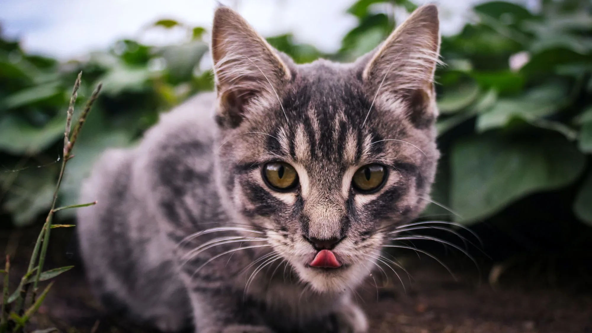 Cats are always interested in new things, but that does not mean they will enjoy everything they see! For instance, learn more on why do cats hate cucumbers.