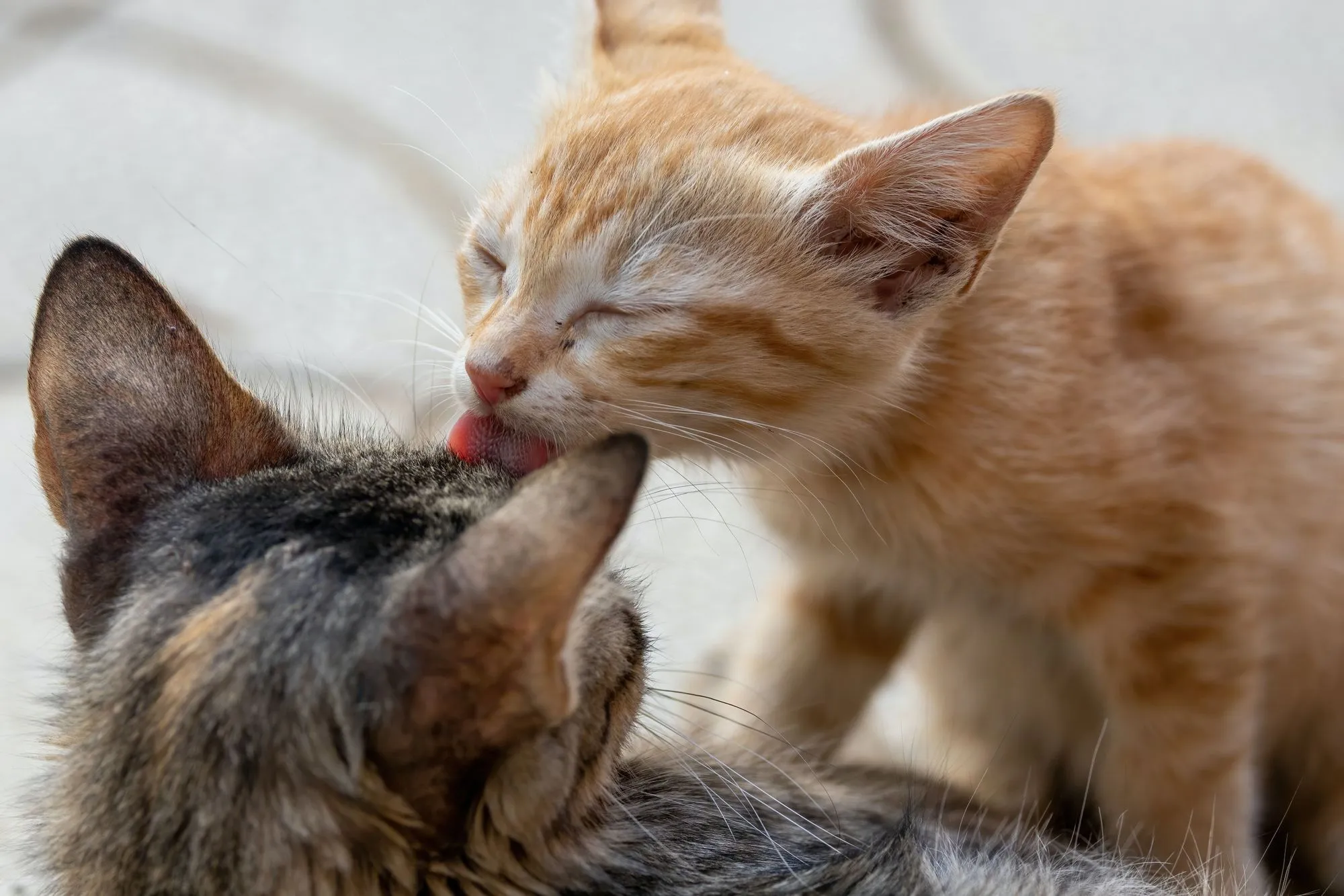 Что значит если кот облизывает. Котики лижутся. Кошка вылизывается. Котик облизывается. Коты облизывают друг друга.