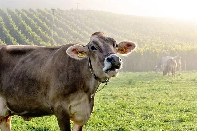 Wondering why do cows moo? Find out what cows are trying to communicate with their moos.