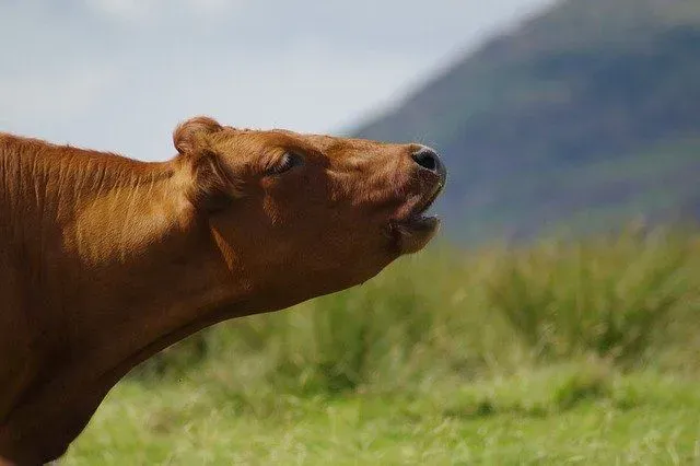 The most common reason why cows moo is because they want to connect with their friends.