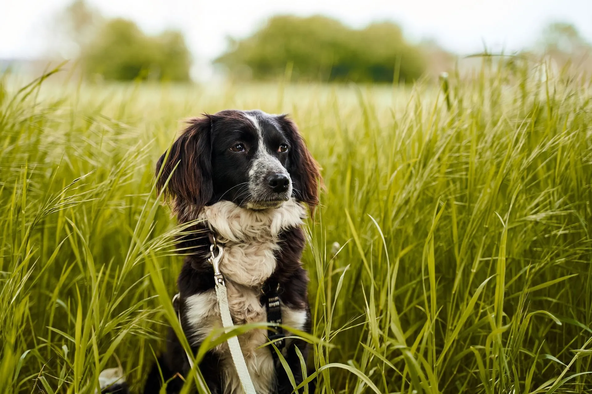 why do dogs eat grass or weeds