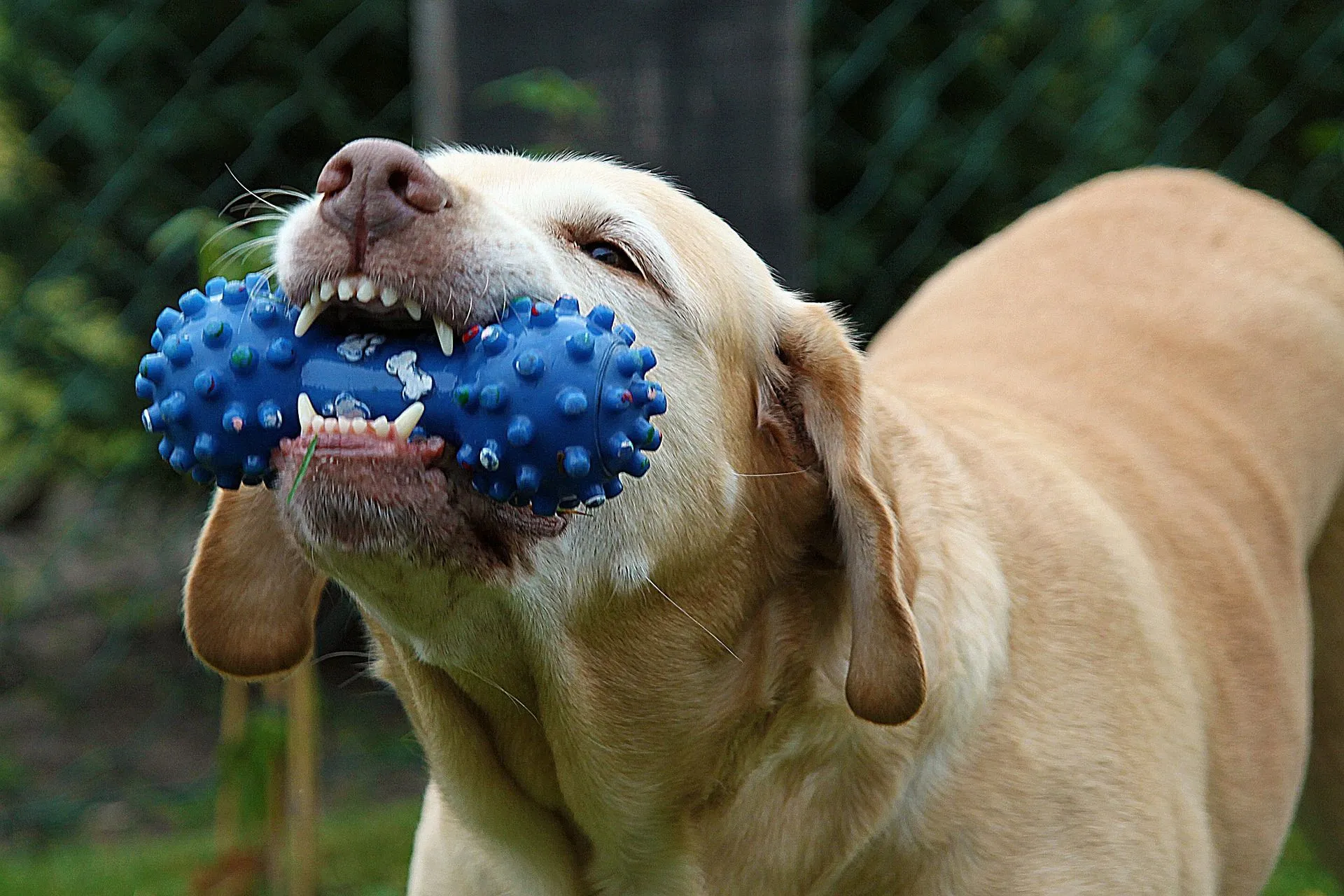 Read some interesting facts that answer the question of why do dogs like squeaky toys here.