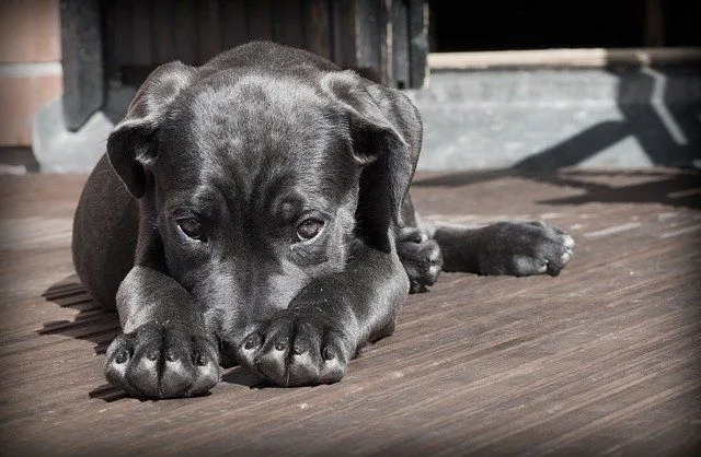 do mastiffs smell