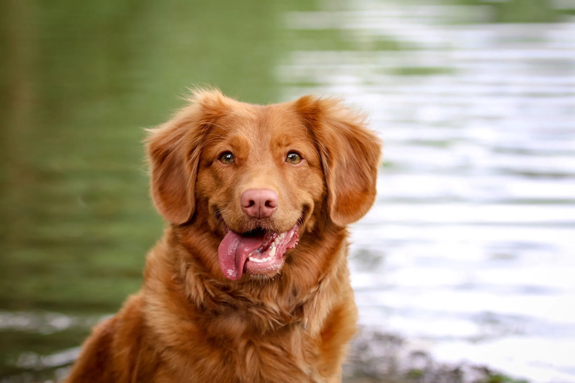 what does it mean when a dog smiles